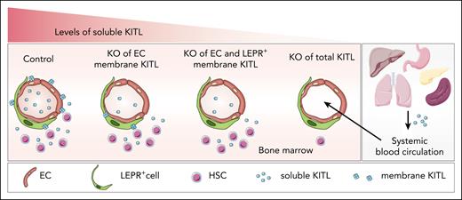 Regulation of bone marrow HSC numbers by soluble KITL. Specific conditional knockout (KO) of mKITL from endothelial cells (ECs) or the combined deletion in ECs and LEPR+ perivascular stromal cells results in a modest reduction in systemic sKITL levels with no significant impact on bone marrow HSCs. In contrast, the deletion of both sKITL and mKITL leads to severe hematopoietic defects. The figure was partly generated using Servier Medical Art, provided by Servier, licensed under a Creative Commons Attribution 3.0 unported license.