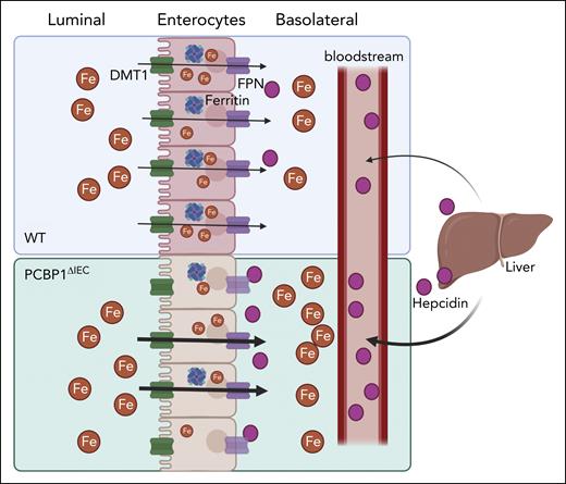 PCBP1 regulates intestinal iron absorption and iron efflux. Disruption of PCBP1 in the intestinal epithelium leads to an increase in intestinal iron absorption, despite a decrease in the iron exporter FPN and heightened serum hepcidin levels. WT, wild type.