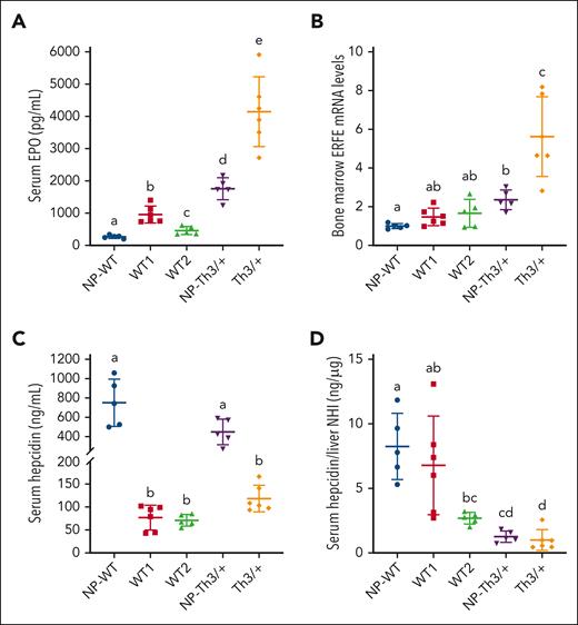 EPO-ERFE-Hamp signaling axis in dams of both genotypes. (A) Serum EPO levels, (B) relative bone marrow ERFE mRNA expression levels, and (C) serum hepcidin concentrations. (D) Serum hepcidin is low relative to iron load (Figure 3A) in Th3/+ dams and in WT dams carrying Th3/+ fetuses (WT2 group). Data represent mean ± SD for n = 5 (WT2, NP-WT, and NP-Th3/+) or 6 (WT1 and Th3/+) mice per group and were analyzed by one-way ANOVA followed by Tukey multiple comparisons test. Groups labeled with different letters are significantly different from one another (P < .05). Main effects: panels B-D, P < .01; panel A, P < .001.