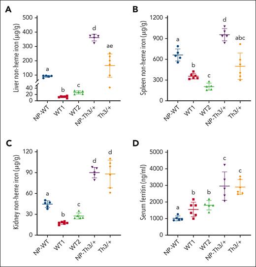 Effects of pregnancy on selected iron parameters in WT and Th3/+ mice. NHI levels in the liver (A), spleen (B), and kidney (C), and serum ferritin concentrations (D). Data represent mean ± SD for n = 6 mice per group (WT1 and Th3/+) or n = 5 mice per group (WT2, NP-WT, and NP-Th3/+). Data were analyzed by one-way ANOVA followed by Tukey multiple comparisons test. Groups labeled with different letters are significantly different from one another (P < .05). Significant main effects: panels A-D, P < .0001.