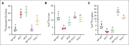 Selected iron (59Fe) absorption into organs of pregnant WT and Th3/+ mice. (A) Intestinal iron absorption was quantified after oral, intragastric gavage of an 59Fe test dose, and presented as the percentage of radioactivity present in the animals (minus 59Fe trapped in the gut) 24 hours after dosing. Also shown is the distribution of 59Fe in the liver (B) and the spleen (C), which is presented as the percentage of absorbed 59Fe in each tissue. Results represent mean ± SD for n = 5 animals per group and were analyzed by one-way ANOVA followed by Tukey multiple comparisons test. Groups labeled with different letters are significantly different from one another (P < .05). Main effects: panels A-C, P < .0001. 59Fe accumulation in other tissues and that remaining in the carcasses after dissection of all other tissues are presented in Table 4.