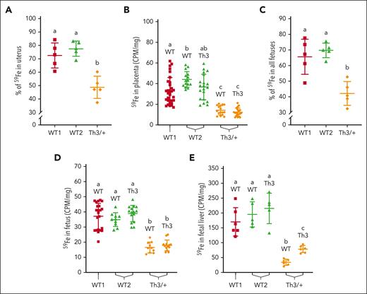 Iron (59Fe) delivery to developing fetuses in Th3/+ dams during late-stage pregnancy. Radiotracer iron was provided to mice after oral intragastric gavage; 24 hours later, 59Fe accumulation in the uteruses, placentas, and fetuses was measured. 59Fe amounts are presented as a percentage of total iron absorbed in the uteruses (A) and all the fetuses (C), or as radioactive counts (CPM per mg tissue) in the placentas (B), and in individual fetuses (D) and fetal livers (E). Data represent mean ± SD for n = 5 mice per group for panels A,C,E or n = 10 to 20 mice per group for panels B,D, and were analyzed by one-way ANOVA followed by Tukey multiple comparisons test. Groups labeled with different letters are significantly different from one another (P < .05). Significant main effects: panels A,C-E, P < .0001; panel B, P < .01.