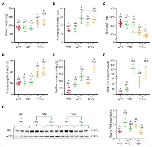 Placental and fetal iron homeostasis is dysregulated in dams carrying Th3/+ fetuses. (A) Placental weight was increased in Th3/+ dams. (B) Placental NHI. (C) Fetuses from thalassemic dams weighed less than those from WT dams, and (D) placental weight normalized by fetal weight was increased in Th3/+ dams. (E) Fetal liver iron and (F) liver hepcidin mRNA expression were elevated in fetuses from WT2 and Th3/+ group dams. Moreover, FPN1 expression was quantified in the placentas. (G) FPN1 expression was normalized to expression of β-actin, which did not vary significantly among experimental groups. Results represent mean ± SD for n = 5 mice per group and were analyzed by one-way ANOVA followed by Tukey multiple comparisons test. Groups labeled with different letters are significantly different from one another (P < .05). Significant main effects: panels A-E,G, P < .001; panel F, P < .0001.