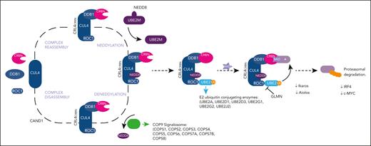 Components of the CRL4CRBN E3 ubiquitin ligase complex, COP9 signalosome and Ikaros/Aiolos/IRF4 axis. Adapted from Jones et al.89http://creativecommons.org/licenses/by/4.0/