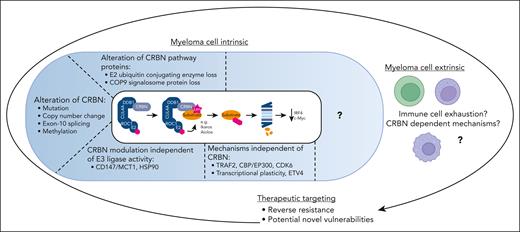 Concepts of IMiD resistance. IMiD resistance can be divided into myeloma cell–intrinsic factors and myeloma cell–extrinsic factors. Myeloma cell–intrinsic factors include genetic alteration of CRBN (including mutations, copy number changes and differential splicing), alterations to the E2 ubiquitin conjugating enzymes and the COP9 signalosome, and transcriptional plasticity. There are also changes in the tumor microenvironment, for example, immune cell exhaustion. To target IMiD resistance we can consider reversing resistance or exploiting potential vulnerabilities that may develop alongside the generation of resistance. Image created using biorender.com.