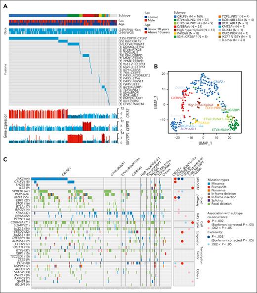 Transcriptomic and genomic landscape of DS-ALL. (A) Subtype classification of 295 DS-ALL cases with available RNA-Seq or paired tumor-germline WGS data. Each column represents a patient, and each row represents a feature, including sex, age, availability of data, rearrangements, and expression of CRLF2, CEBPD, and IGF2BP1. The patients are ordered according to subtypes. In 2 cases with CEBPD overexpression, chromosomal rearrangements of CEBPD locus to intergenic regions of 9p13.2 (between PAX5 and ZCCHC7) and 6q25.3 (∼380 kb upstream ARID1B) were identified. As no fusion transcript was identified by RNA-Seq, these rearrangements are denoted as 9p13.2::CEBPD and 6q25.3::CEBPD. (B) Gene expression of 249 DS-ALL cases visualized by UMAP. Top 100 genes with the highest median absolute deviation were used to generate this 2-dimensional UMAP. Subtypes are shown in different colors. (C) Genomic alterations in 244 DS-ALL cases. The cases are ordered by subtypes, as indicated above the panel. Only genes significantly altered in DS-ALL are included.