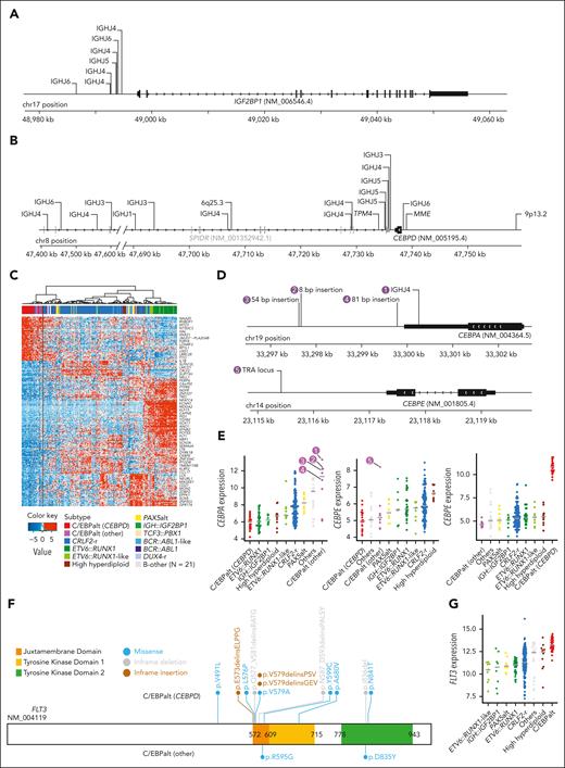 Genomics of IGH::IGF2BP1 and C/EBPalt DS-ALL. Positions and rearrangement partners of (A) IGF2BP1 and (B) CEBPD rearrangements, as identified by paired WGS data. For IGH::IGF2BP1 and IGH::CEBPD rearrangements, the specific IGH gene segments that CEBPD rearranged to are shown, all of which are IGHJ gene segments. (C) Hierarchical clustering identified 8 cases with similar gene expression signature to CEBPD-r DS-ALL, indicated as C/EBPalt (other) with purple color in the top bar denoting sample subtypes. (D) Mapping of CEBPA and CEBPE alterations in 5 C/EBPalt cases. (E) Comparison of expression of CEBPA, CEBPE, and CEBPD genes among DS-ALL subtypes. The 5 cases with CEBPA- or CEBPE-related genomic alterations in panel D are marked by numbers. (F) Lollipop plot showing the location of FLT3 alterations in C/EBPalt DS-ALL. Most of the FLT3 alterations are in the juxtamembrane domain or the second tyrosine kinase domain. (G) FLT3 is highly expressed in the C/EBPalt subtype.
