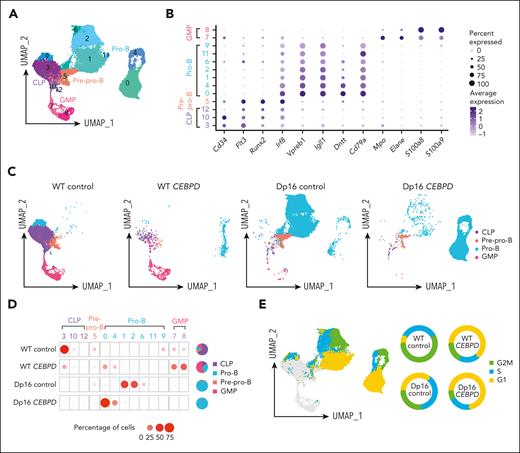 CEBPD overexpression and a DS genetic background contribute to differentiation to the pro-B stage demonstrated using scRNA-Seq of CEBPD and control transduced WT and Dp16 murine cells. (A) UMAP projection and clustering of cells from all 4 conditions. (B) Expression of hematopoietic differentiation marker genes assigned the 13 clusters to 4 cell types. (C) UMAP projection and cell differentiation stage of the 4 conditions. (D) The frequencies of each cell type in the clusters across the 4 conditions. (E) Cell cycle analysis of the cells and the percentages of pro-B cells in each cell cycle phase across the 4 experimental conditions.