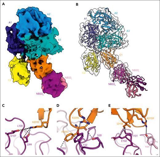Cryo-EM structure of the ET3i:NB33 complex. Cryo-EM map (A) and structure (B) of ET3i bound to NB33 Fab fragment. (dark blue, porcine A1 domain; slate, human A2 domain; cyan, porcine A3 domain; orange, human C1 domain; yellow, human C2 domain; dark purple, NB33 heavy chain; and light pink, NB33 light chain). (C-E) Intermolecular contacts between ET3i residues (C-D) R2090-F2093 and (E) I2158-R2159 (orange) and NB33 heavy (dark purple) and light (light pink) chains. The dashed lines represent noncovalent interactions ≤5 Å.