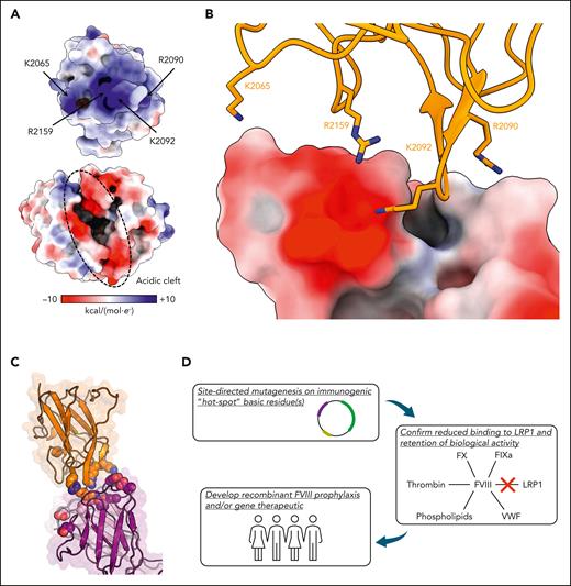 Electrostatic interactions between the C1 domain and NB33. (A) Electrostatic surface potential (blue, positive charge; red, negative charge) of the ET3i C1 domain (top) and NB33 Fab fragment (bottom) at ±10 kcal/(mol·e–). (B) FVIII residue K2065/R2090/K2092/R2159 (sticks) docked onto an acidic patch formed by the NB33 VH domain (surface). NB33 is colored based on the electrostatic surface potential, as in panel A. (C) The structure of the C1 domain bound to NB33. Charged residues in the epitope (C1 domain, orange) and paratope (NB33 VL, light pink; NB33 VH, dark purple) are depicted as spheres. (D) The proposed pipeline for the development of FVIII replacement therapeutics with reduced LRP1-mediated clearance and immunogenicity by targeting surface-exposed arginine and lysine residues.
