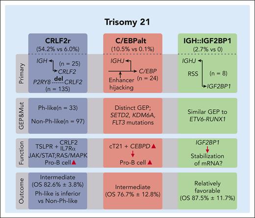 Molecular complexity of DS-ALL. Li et al identified 15 molecular subtypes, with 3 significantly novel subtypes enriched in DS-ALL compared with non-DS ALL (ratios shown in parentheses under subtype labels). CRLF2r, commonly resulting from IGH::CRLF2 translocations or P2RY8::CRLF2 microdeletions, leads to CRLF2 overexpression and activation of the JAK/STAT or RAS/MAPK signaling pathway, promoting pro–B-cell proliferation. Although CRLF2r is a signature event of a Ph-like subtype, this large DS-ALL cohort reveals further heterogeneity based on GEP, with Ph–like CRLF2r cases having worse clinical outcomes than non–Ph-like group. Another novel subtype is characterized by C/EBP gene family activation, primarily involving the CEBPD gene through genomic translocations (often with the IGHJ region) or enhancer hijacking mutations. This subtype displays a unique GEP, higher mutation rates in SETD2, KDM6A, and FLT3 genes, and intermediate risk levels. CEBPD overexpression promotes hematopoietic progenitor cell differentiation into pro-B cells, particularly in a cT21 genetic background. A minor subtype, characterized by IGHJ::IGF2BP1 gene rearrangement likely through RAG-mediated structural changes near RSS regions, has a relatively favorable clinical outcome. Although no distinct GEP is observed for this subtype, some cases share a similar GEP with the ETV6::RUNX1 subtype, potentially because of IGF2BP1 overexpression in ETV6::RUNX1 subtype resulting from ETV6 loss, which normally represses IGF2BP1 expression. The observed function of IGF2BP1 in stabilizing ETV6::RUNX1 messenger RNA further supports the potential association between these 2 genetic alterations in ALL. However, as ETV6::RUNX1 messenger RNA is not expressed in DS-ALL, the role of IGF2BP1 in DS-ALL remains unknown. ALL, acute lymphoblastic leukemia; CRLF2r, CRLF2 rearrangement; GEP, gene expression profile; RAG, recombination-activating gene; RSS, recombination signal sequences.