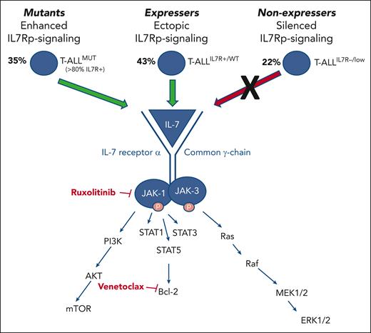 Depiction of 3 distinct categories of patients with T-ALL. The 3 categories include those with IL-7Rp mutations with constitutive pathway activation (“mutants”), those with IL-7R expression with ectopic IL-7Rp activation (“expressers”), and those with silenced IL-7Rp signaling (“nonexpressers”). “Mutant” and “expresser” groups constitute approximately 70% of patients with T-ALL and are characterized by activation of JAK/STAT signaling and reinforced BCL2 activation. Patients in these groups are predicted to be sensitive to the JAK inhibitor ruxolitinib and the BCL2 inhibitor venetoclax.