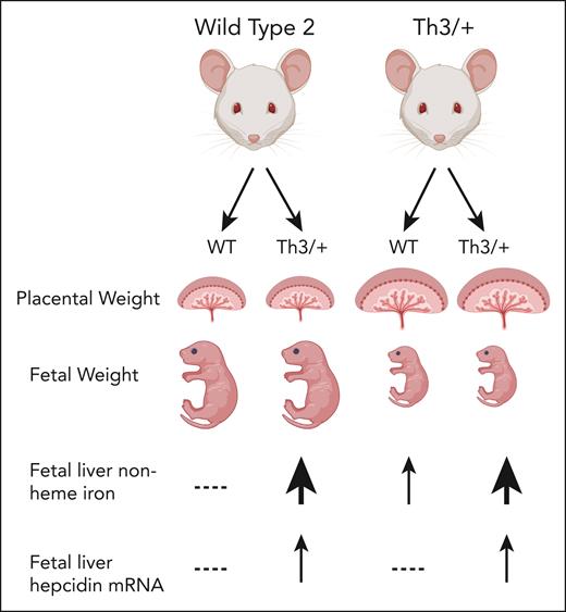 Cellular and phenotypic outcomes in thalassemia during pregnancy. Placentomegaly, fetal growth restriction, and systemic iron homeostasis are altered in thalassemic dams and/or fetuses.