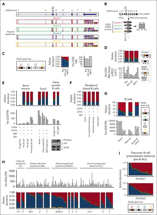 Healthy and malignant B cells express 4 CD20 transcript variants (V1-V4) with distinct 5′-UTRs. (A) Oxford Nanopore long-read direct RNA sequencing of mRNA from Raji cells. Sequence alignments corresponding to full-length, cap-to-poly(A) CD20 mRNAs with 4 5′-UTR splice variants and 2 alternative 3′-UTRs are shown. Alignments were extracted and visualized using an Integrative Genomics Viewer. (B) Diagram depicting the CD20 pre-mRNA and 4 distinct 5′-UTR splice variants, from V1 to V4. (C-D) Relative abundance of the V1 (red), V2 (green), V3 (blue), and V4 (yellow) isoforms in OCI-Ly8, Raji, and MEC-1 cells. Panel C is based on RNA-seq data, with the stack plot showing the ratio of sequencing reads mapped to the unique exon junctions found in each 5′-UTR variant of CD20. Here and below, these variants are color-coded as shown in the Reads spanning panel. Here and below, pan-isoform reads mapping to any exon of CD20 are shown on the right for comparison as TPM. Panel D shows RT-qPCR-mediated quantification of pan- and 5′-UTR variant–specific CD20 levels in OCI-Ly8, Raji, and MEC-1 cells. RNA levels are normalized to the reference gene RPL27. Each bar represents the average from each repeated experiment (N = 4). (E-I) Relative abundance of the V1 (red), V2 (green), V3 (blue), and V4 (yellow) isoforms in primary samples corresponding to healthy and malignant B cells. Each bar represents data from a single donor. The corrected TPM (cTPM) values at the top of panel H are the TPM values corrected for potential batch effects between the different data sets. Healthy B-cell subsets were fluorescence-activated cell sorting–enriched from the human bone marrow and tonsils (E) and peripheral blood (F). In panel E, CD19+IgM+IgD+ naïve tonsillar B cells were treated with anti-IgM or an isotype control. Western blots of phosphorylated SYK are displayed at the bottom right corner as a marker of B-cell activation, with actin serving as a loading control.