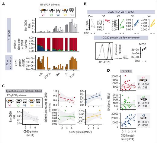 CD20 protein levels positively correlate with the abundance of V3 and V4 but not V1, V2, or pan-isoform CD20 mRNA. (A-C) Levels of pan-isoform and 5′-UTR variant–specific mRNAs and CD20 protein (expressed as molecules of soluble fluorochrome or MESF) in primary or immortalized human samples. They were quantified using RT-qPCR and flow cytometry, respectively. RNA levels are normalized to those of 3 reference genes: RPL27, B-actin (ACTB), and glyceraldehyde 3-phosphate dehydrogenase (GAPDH). Each bar or point represents data from a single donor. Panel A displays data from EBV-transformed lymphoblastoid B-cell lines (LCLs) and peripheral blood B cells from healthy donors and patients with DLBCL, CLL, or FL. In panel B, peripheral blood B cells from 4 different donors (N = 4) were cultured with the B95.8 strain of EBV (EBV+) or without EBV (EBV−) for 3 days before CD20 expression quantification. (C) Regression analysis of 7 LCL samples from panel A, in which CD20 protein levels are independently correlated with each of the known CD20 mRNA isoforms. (D) A similar regression analysis of 27 DLBCL samples from TCGA consortium for which reverse phase protein array (RPPA) and RNA-seq data are available. The shaded area around the regression line indicates the standard error. The Spearman rank correlation coefficient, R, and the 2-tailed P value, P, as calculated using GraphPad Prism, are shown. APC, allophycocyanin.
