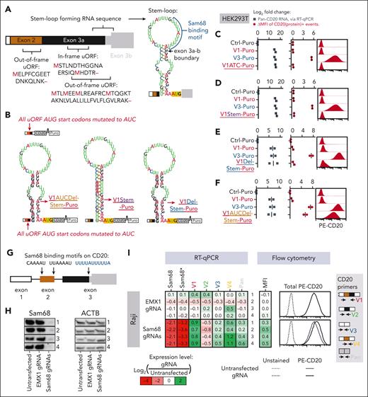 An RNA stem-loop structure and uORFs repress translation of the CD20 V1 isoform. (A) Diagram depicting the uORFs and the stem-loop in the 5′-UTR of the CD20 V1 isoform. The stem loop was predicted by the RNAfold web server. (B) Diagrams of mRNA products corresponding to various derivatives of V1-Puro. All AUG start codons found in the 5′-UTR of V1-Puro were mutated to AUC in the V1AUC-Puro and V1AUCDel-Stem-Puro constructs. Stem and Del-Stem refer to mutations stabilizing and destabilizing the predicted secondary structure, respectively. (C-F) Expression of V1- and V3-Puro and the V1-Puro mutants in stably transduced HEK293T cells. Pan-isoform CD20 RNA levels were quantified using RT-qPCR. The MFI of the total cellular CD20 protein was measured using flow cytometry. Representative histograms are shown on the right. Each bar or dot represents the average of repeated experiments (N = 2). All values are expressed as log2 fold change relative to the Ctrl-Puro sample. (G) Diagram depicting putative Sam68 binding sites found within exons 2 and 3 of the V1. (H-I) Sam68 and CD20 expression measurements in Raji cells electroporated with a mixture of 2 Cas9-gRNA ribonucleoproteins targeting the CDS of Sam68. Shown in panel H is immunoblotting analysis of Sam68 protein expression, with ACTB serving as the loading control. Shown on the left side of panel I are Sam68 and CD20 mRNA levels, as quantified using RT-qPCR. Two PCR primer pairs measured nonoverlapping regions within the Sam68 transcript. The second primer pair is denoted with an asterisk (∗). Shown on the right side of panel I are MFI of total CD20 protein, as determined using flow cytometry. Representative histograms are shown on the far right. In both panels H and I, each row in the immunoblotting image and the heat map represent an independent experiment (N = 4).