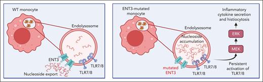 Proposed model of the molecular mechanism driving histiocytosis and inflammation in H syndrome. In wild-type (WT) monocytes, nucleosides derived from phagocytosed cells, are exported from the endolysosome to the cytoplasm via ENT3. In H syndrome monocytes, lack of proper ENT3 function leads to accumulation of nucleosides inside endolysosomes, inducing persistent activation of TLR7/8 signaling. TLR7/8 drive downstream activation of MEK and ERK, inducing inflammatory cytokine secretion and histiocytosis. Created with BioRender.com.