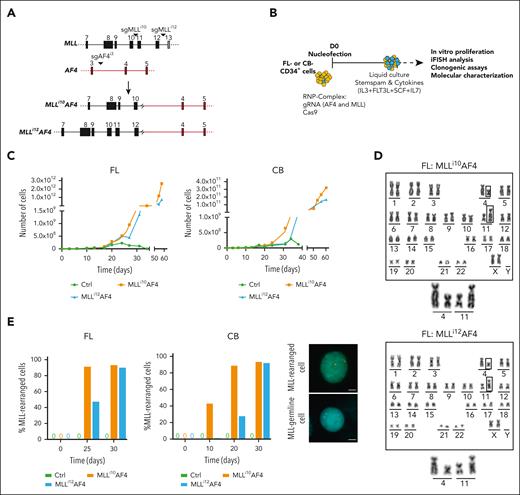 CRISPR-Cas9–induced t(4;11)/MA4 targeting either MLLi10 (Mi10A4) or MLLi12 (Mi12A4) in human FL and CB CD34+ HSPCs causes MA4-driven myeloid immortalization in vitro. (A) Scheme showing the location of the molecular regions targeted by single-guide MLLi10 (sgMLLi10) or sgMLLi12 and sgAF4i3 sgRNAs (top) and the resulting t(4;11)/MA chromosomal translocation (bottom). Filled light or dark gray/orange boxes depict exons and the lines between boxes depict introns. (B) Cartoon of the experimental design for in vitro studies. (C) Representative 60-day cell expansion of control and edited (Mi10A4 and Mi12A4) FL (left) and CB (right) CD34 myeloid progeny (CD45+CD34–CD19–CD33+). Two additional independent experiments for each cell of origin are shown in supplemental Figure 1A-B. (D) Representative G-banding karyotype confirming the presence of chromosomal translocation after 42 days of culture. Enlarged images of the translocated chromosomes are also shown. (E) MLL split-apart iFISH quantification of MLL-edited cells in control and edited cell cultures at the indicated time points, for FL (left) and CB (middle); right panels show representative images of MLLr and MLL germ line cells. The centromeric portion of the MLL gene breakpoint cluster region (bcr) is labeled in green, and the telomeric portion of the bcr is labeled in orange. Scale bars represent 10 μm.