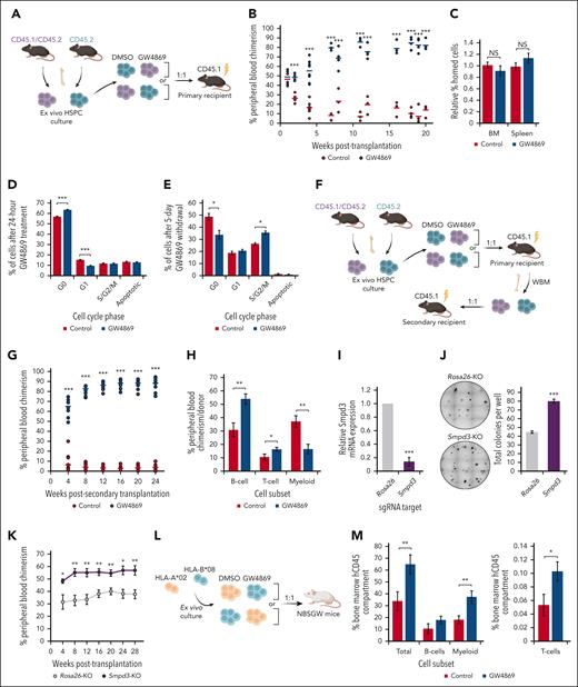 Inhibition of nSMase-2 improves long-term transplantation outcomes after ex vivo expansion. (A) Schematic of primary competitive transplantation experiment into lethally irradiated CD45.1 recipient mice (n = 8) using ex vivo cultured GW4869-treated cells (HSPCGW) vs dimethyl sulfoxide (DMSO)–treated cells (HSPCCon). (B) Relative in vivo chimerism over time after competitive transplantation of ex vivo cultured HSPCGW vs HSPCCon. (C) BM and spleen homing analysis of lethally irradiated recipients at 20 hours after HSPC injection. Flow cytometric–based Ki-67/PI cell-cycle analysis of murine HSPCs at (D) 24 hours or (E) 6 days after initiation of 24-hour GW4869 treatment. (F) Schematic of serial (secondary) competitive transplantation experiment into lethally irradiated recipient mice (n = 12). (G) Relative chimerism after serial whole–BM transplantation of primary recipients. (H) Relative proportions of mature lineage cells within each donor compartment in peripheral blood at 28 weeks after secondary transplantation. (I) Relative gene expression of Smpd3 in Cas9/RNP-mediated KO compared with control (Rosa26-KO) cells. (J) Representative methylcellulose colony–forming assays performed after Smpd3-KO in murine HSPCs and total colony quantification. (K) Relative chimerism measured over weeks after competitive transplantation of Smpd3-KO vs Rosa26-KO murine HSPCs (n = 6). Schematic of xenografted NBSGW mice with HLA-mismatched human HSPCs (L), and BM chimerism measured at 6 weeks after transplantation (n = 10) (M). ∗P < .05; ∗∗P < .01; ∗∗∗P < .001; NS, nonsignificant. Refer to supplemental Figure 1.