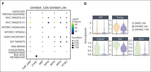 Single-cell transcriptomic analysis reveals altered mitochondrial and protein translation signatures in murine HSPCs. (A) Timeline of GW4869 (or DMSO) treatment in ex vivo cultured murine HSPCs (n = 3 biologic replicates per treatment/condition) before 10x Genomics single-cell RNA sequencing. (B) Proportions of mitochondrial over total genes sequenced per cell across treatment groups and time points. (C) In silico fluorescence-activated cell sorter–like annotations of stem and progenitor cell populations identified across conditions in single-cell RNA sequencing analyses. (D) Uniform manifold approximation and projections of ST-HSCs in HSPCCon and HSPCGW at 24-hour time point. Bubble heatmaps of significant hallmark gene sets enriched in HSPCGW at 24 hours (E) and 120 hours (F). (G) Violin plots of top differentially expressed genes in ST-HSCGW. Refer to supplemental Figures 3 and 4.