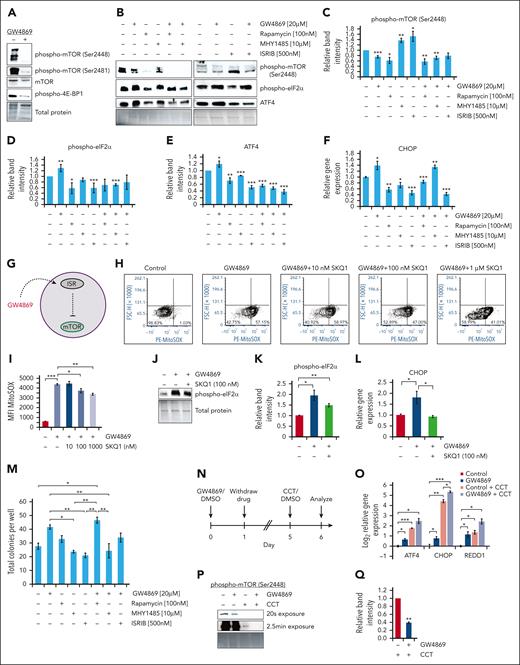 The ISR dampens human HSPC mTOR signaling. Representative immunoblots (A-B) and quantitative protein analysis (C-E) of human CD34+ cells after 24-hour drug treatment, equal protein loaded. (F) Gene expression analysis of CHOP in human CD34+ cells after 24-hour drug treatment. (G) Schematic of GW4869-driven ISR activation upstream of mTOR inhibition. Representative flow cytometric plots (H) and quantitative analysis (I) of PE-MitoSOX fluorescence intensity after human CD34+ cell GW4869 and/or SKQ1 treatment. Representative immunoblots (J) and quantitative analysis (K) of phospho-eIF2α levels in human CD34+ cells following GW4869 and 100 nM SKQ1 treatment, equal protein loaded. (L) Gene expression analysis of CHOP levels in treated human CD34+ cells. (M) Colony formation assay after 24-hour drug treatment. (N) Timeline of ISR sensitization experiments. (O) Relative gene expression in human CD34+ cells after GW4869 priming and CCT020312 (CCT) treatment. (P) Representative immunoblot and (Q) quantitative analysis of phospho-mTOR (Ser2448) levels in GW4869-primed CD34+ cells after CCT treatment. ∗P < .05; ∗∗P < .01; ∗∗∗P < .001. Refer to supplemental Figure 7.