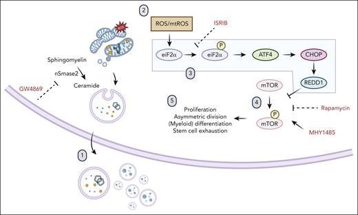 Model of ISR and mTOR suppression after ceramide-EV blockade. (1) Pharmacologic or genetic inhibition of neutral sphingomyelinase results in deficits in EV secretion of mitochondrial cargo. (2) Mitochondrial ROS accumulation leads to (3) activation of the ISR via eIF2α phosphorylation, subsequent ATF4 translation, upregulation of CHOP and REDD1, (4) downstream inhibition of mTOR phosphorylation, and (5) resultant quiescence, relative lymphoid bias, and enhanced fitness after transplantation.