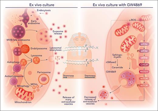 Transient inhibition of the sphingolipid enzyme nSMase2 with GW4869 safeguards hematopoietic stem cell fitness in ex vivo culture. Mitogenic activation from ex vivo culture conditions promotes release of various extracellular vesicles and a decrease in stemness. On nSMase2 blockade with GW4869 in hematopoietic stem and progenitor cells, mitochondrial stress occurs and an activating transcription factor 4-mediated integrated stress response is activated to decrease release of extracellular vesicles that results in enhanced stemness, as measured in competitive transplantation assays. CHOP, CCAAT/enhancer-binding protein homologous protein; eiF2a, eukaryotic translation initiation factor 2A; mTOR, mammalian target of rapamycin; MVB, multivesicular bodies; REDD1, regulated in development and DNA damage response 1, also known as DNA-damage-inducible transcript 4 (DDIT4); ROS, reactive oxygen species. Professional illustration by Somersault18:24.