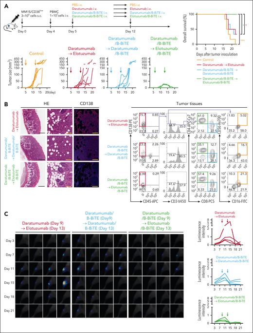 Enhanced in vivo antimyeloma effects induced by 2 different mAb/B-BiTE complexes. (A) Three million MM1S/CD38lowSLAMF7high cells were injected subcutaneously into NOD/Shi-scid IL-2rγ(null) mice, then 1.0 × 107 freshly isolated PBMCs obtained from the donor were injected IV on day 4. Daratumumab (30 μg) or daratumumab/B-BiTE complex (daratumumab, 30 μg; B-BiTE, 10 μg) was administered IV on day 5. On day 12, 30 μg elotuzumab was administered IV to the mice treated with daratumumab alone. On the other hand, daratumumab/B-BiTE or elotuzumab/B-BiTE (mAb, 30 μg; B-BiTE, 10 μg) was administered to the mice treated with daratumumab/B-BiTE on the same day (top left). Tumor sizes after treatment are depicted (bottom left), and the overall survival of each murine group (n = 6) is summarized in the form of Kaplan-Meier curves (right). Overall survival was compared among the groups using a log-rank (Mantel-Cox) test. ∗P < .05; ∗∗∗P < .001. (B) To perform histological analyses, the experiments in panel A were repeated, and subcutaneous tumors were resected from each murine group on day 17. Representative hematoxylin and eosin staining and fluorescence immunohistochemistry for human CD138 at the tumor sites are shown (left). The images in white rectangles are magnified, and the scale bars in the pictures represent 600 μm (black) and 100 μm (yellow). In addition, tumor tissues were homogenized, and the phenotypes of human cells that accumulated at the tumor sites were also analyzed by flow cytometry. Representative dot plots of human CD45–CD138+ residual MM1S myeloma cells (labeled red), human CD45+CD3+CD8+ T cells (labeled blue), human CD45+CD3+CD4+ T cells (labeled green), as well as human CD45+CD3–CD16+CD56+ NK cells (labeled orange) obtained from each murine group (n = 3) are shown (right). (C) Three hundred thousand MM1S/CD38lowSLAMF7high/SLR+ cells were injected into the right tibia of irradiated NOD/Shi-scid IL-2rγ(null) mice. After confirming tumor engraftment by bioluminescence imaging assays on day 7, a total of 3.0 × 106 human PBMCs were injected IV on day 8. Daratumumab (30 μg) or daratumumab/B-BiTE (daratumumab, 30 μg; B-BiTE, 10 μg) was similarly administered on day 9, followed by administration of elotuzumab (30 μg), daratumumab/B-BiTE, or elotuzumab/B-BiTE (mAb, 30 μg; B-BiTE, 10 μg) on day 13. Total photon counts for each mouse were acquired, and luminescence intensity was calculated as arbitrary units (n = 4 mice per group). Obtained whole images are shown in supplemental Figure 10B. Magnified images of the right tibia from each mouse are displayed on the left, and luminescence data for each murine group are summarized on the right. SLR, stable luciferase red.