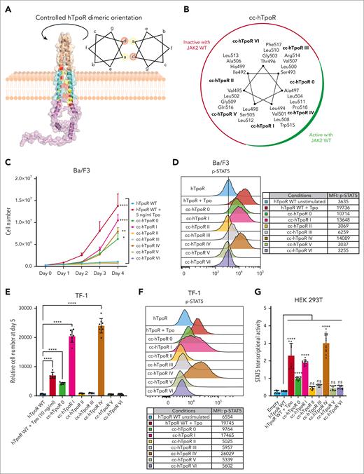 Active and inactive conformations of human TpoR. (A) Illustration of the Put3-hTpoR TM-ICD fusion protein allowing controlled dimerization of hTpoR TM interfaces. The illustration represents the Put3 dimerization motif (wheat) fused to hTpoR TM (cyan) and ICD (magenta). Positions a and b are colored in yellow and red, respectively. The structure was generated using AlphaFold 2.0.32 The helical wheel diagram represents the amino acid in each of the seven possible positions, denoted as a to g. The amino acids in a and d are at the interface. TM, transmembrane; ICD, intracellular domain. (B) Helical wheel diagram of cc-hTpoR constructs with amino acids in the interface for each of the 7 cc-hTpoR. The active (green) and inactive (red) interfaces are highlighted. (C) Proliferation assay of Ba/F3 cells stably transduced with the indicated constructs. Values represent the mean (±SD) of 3 independent experiments performed in triplicate (N = 3, n = 9). (D) Representative flow cytometry measurement of STAT5 phosphorylation in Ba/F3 cells expressing the indicated constructs. Mean fluorescence intensity (MFI) is indicated. (E) Luminescent viability assay (CellTiter-Glo) used to measure proliferation of TF-1 cells stably transduced with indicated constructs. Values represent the mean (±SD) of 8 biological replicates (n = 8). (F) Representative flow cytometry measurement of STAT5 phosphorylation in TF-1 cells expressing the indicated constructs. Mean fluorescence intensity (MFI) is indicated. (G) STAT5 transcriptional activity was measured by a luciferase assay in HEK293T transiently transfected with hJAK2 WT and the indicated constructs. Values represent the mean (±SD) of 4 independent experiments performed in triplicate. (C,E,G) Statistics: two-way analysis of variance followed by the SIDAK multiple comparison test. ns, nonsignificant. ∗P < .05; ∗∗P < .01; ∗∗∗∗P < .0001.
