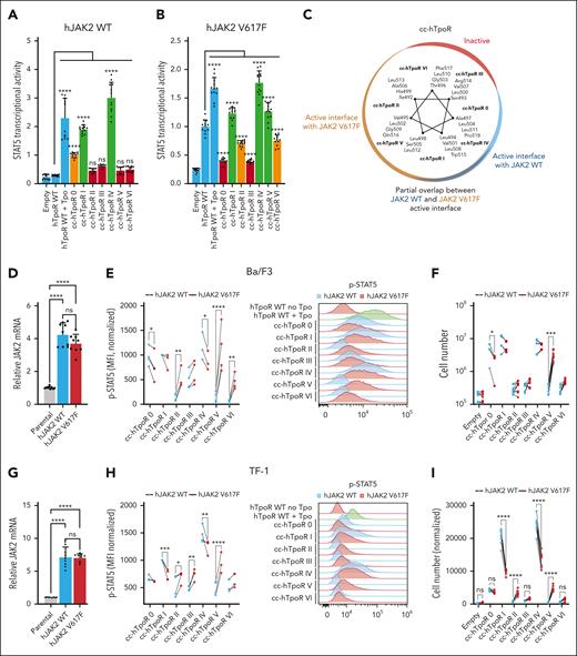 Active conformations of hTpoR differ in presence of JAK2 WT and JAK2 V617F. (A-B) STAT5 transcriptional activity measured by luciferase assay in HEK293T transiently transfected with hJAK2 WT (A) or hJAK2 V617F (B) and the indicated constructs. Values represent the mean (±SD) of 4 independent experiments performed in triplicate. The active interfaces are shown in green, inactive interfaces in red, and partially active interfaces in orange. Controls (empty vector and hTpoR WT) are shown in blue. (C) Helical wheel diagram of cc-hTpoR constructs with amino acids at the interface for each of the 7 cc-hTpoR. The gradient of active orientations for JAK2 V617F (brown) and JAK2 WT (blue) is illustrated. The inactive interface is shown in red. (D) Relative messenger RNA (mRNA) of hJAK2 WT, hJAK2 V617F, and endogenous mJAK2 WT of Ba/F3 cells. Values represent the mean (±SD) mRNA levels quantified by qPCR from 3 independent experiments performed in triplicate (N = 3, n = 9). (E) Left: STAT5 phosphorylation in Ba/F3 cells expressing either hJAK2 WT or hJAK2 V617F together with indicated constructs. Values represent the mean fluorescence intensity (MFI) of 3 to 4 independent experiments. Right: Representative flow cytometry measurement of STAT5 phosphorylation in Ba/F3 cells expressing hJAK2 WT (blue) or hJAK2 V617F (red) and the indicated constructs. (F) Proliferation assay of Ba/F3 cells stably transduced with hJAK2 WT (blue) or hJAK2 V617F (red) and the indicated constructs. Values represent the mean (±SD) of 3 independent experiments performed in triplicate (N = 3, n = 9). (G) Relative mRNA of hJAK2 WT, hJAK2 V617F, and endogenous hJAK2 WT of TF-1 cells. Values represent the mean (±SD) mRNA levels quantified by qPCR from 3 independent experiments performed in triplicate (N = 3, n = 9). (H) Left: STAT5 phosphorylation in TF-1 cells expressing either hJAK2 WT or hJAK2 V617F together with the indicated constructs. Values represent mean fluorescence intensities (MFI) of 3 to 4 independent experiments. Right: Representative flow cytometry measurement of STAT5 phosphorylation in TF-1 cells expressing hJAK2 WT (blue) or hJAK2 V617F (red) and the indicated constructs. (I) Luminescent viability assay (CellTiter-Glo) was used to measure the proliferation of TF-1 cells stably transduced with hJAK2 WT (blue) or hJAK2 V617F (red) with the indicated constructs. Values represent the mean (±SD) of 8 biological replicates (n = 8). (A-B, D-I) Statistics: two-way analysis of variance followed by the SIDAK multiple comparison test. ∗P < .05; ∗∗P < .01; ∗∗∗P < .001; ∗∗∗∗P < .0001.