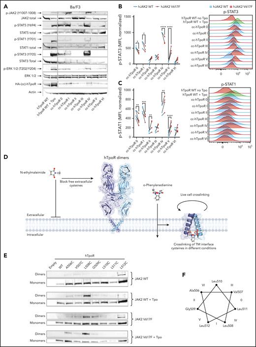 Modulation of downstream pathways and dimerization of full length hTpoR by JAK2 WT and JAK2 V617F. (A) Representative western blotting of phosphorylation pattern of major signaling pathways from Ba/F3 stably expressing indicated constructs. (B) Left: STAT3 phosphorylation in Ba/F3 cells expressing either hJAK2 WT or hJAK2 V617F together with indicated constructs. Values represent mean fluorescence intensity (MFI) of 3 to 4 independent experiments. Right: Representative flow cytometry measurement of STAT3 phosphorylation in Ba/F3 cells expressing hJAK2 WT (blue) or hJAK2 V617F (red) and the indicated constructs. (C) Left: STAT1 phosphorylation in Ba/F3 cells expressing either hJAK2 WT or hJAK2 V617F together with the indicated constructs. Values represent the mean fluorescence intensity (MFI) of 4 to 5 independent experiments. Right: Representative flow cytometry measurement of STAT1 phosphorylation in Ba/F3 cells expressing hJAK2 WT (blue) or hJAK2 V617F (red) and the indicated constructs. (D) Illustration of the live-cell crosslinking assay. Dimerization of human TpoR was assessed by introducing cysteine point mutations in the singleton of human TpoR, which contains the entire extracellular domain. Pretreatment with N-ethylmaleimide (NEM) prevents nonspecific crosslinking of extracellular cysteines and all intracellular cysteines are removed by truncation of the intracellular domain after the JAK2 binding domain. The membrane-permeable cysteine crosslinker o-phenylenediamine (o-PDM) has a 4 Ä arm-length and allows the stable crosslinking of cysteines at the interface. (E) Representative western blot in denaturing and reducing conditions of monomers (bottom) and crosslinked dimers (top) of hTpoR WT and cysteine mutants in the presence of JAK2 WT with and without Tpo, or JAK2 V617F with or without Tpo. (F) Helical wheel diagram illustrating the position of each amino acid mutated to cysteines 1 by 1. Interfaces represented by each of the 7 cc-hTpoR are shown with roman numbers from 0 to VI.