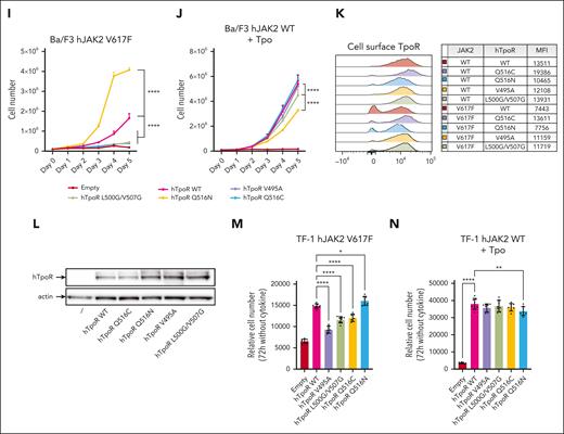 Specific inhibition of JAK2 V617F signaling by modulation of hTpoR conformation. (A) Illustration of 2 strategies used to specifically inhibit JAK2 V617F-driven activation of hTpoR. Left: Helical wheel diagram positioned at interface V. Asparagine and glutamine residues facing each other in an α-helix have the property to form hydrogen bonds to stabilize the interface in which they lie. Mutation of Q516 to another residue (except asparagine) is predicted to disrupt the JAK2-V617F–specific active interface. Right: Glycines positioned at regular positions on the same face of an α-helix form the so-called glycine zipper, which can stabilize a specific interface. (B) STAT5 transcriptional activity measured by luciferase assay of HEK293T transiently transfected with hJAK2 WT or V617F and indicated hTpoR WT or mutants. Values represent the mean (±SD) of 3 independent experiments performed in triplicate. Each dot represents a replicate. (C-H) Left: STAT1/3/5 phosphorylation in Ba/F3 cells expressing either hJAK2 V617F (C-E) or hJAK2 WT (F-H) together with the indicated hTpoR mutants. Values represent the mean fluorescence intensities (MFI) of 3 to 4 independent experiments. Right: Representative flow cytometry measurement of STAT1/3/5 phosphorylation in Ba/F3 cells expressing hJAK2 V617F (C-E) or hJAK2 WT (F-H) and hTpoR mutants. (I-J) Proliferation assay of Ba/F3 cells stably transduced with hJAK2 V617F (I) or hJAK2 WT (J) and indicated as hTpoR WT or mutants. Values represent the mean (±SD) of 3 independent experiments performed in triplicate (N = 3, n = 9). (K) Flow cytometry analysis of cell surface expression of HA-tagged hTpoR WT and indicated mutants on Ba/F3 stably expressing hJAK2 WT or V617F and indicated hTpoR WT and mutants. (L) Representative western blot of HA-hTpoR WT and mutants stably expressed in Ba/F3 cells. (M-N) Luminescent viability assay (CellTiter-Glo) used to measure proliferation of TF-1 cells stably transduced with hJAK2 V617F (M) or hJAK2 WT (N) with the indicated hTpoR mutants. Values represent mean (±SD) of 8 biological replicates (n = 8). (B-K, M-N) Two-way analysis of variance followed by SIDAK multiple comparison test. ∗P < .05; ∗∗P < .01; ∗∗∗P < .001; ∗∗∗∗P < .0001.