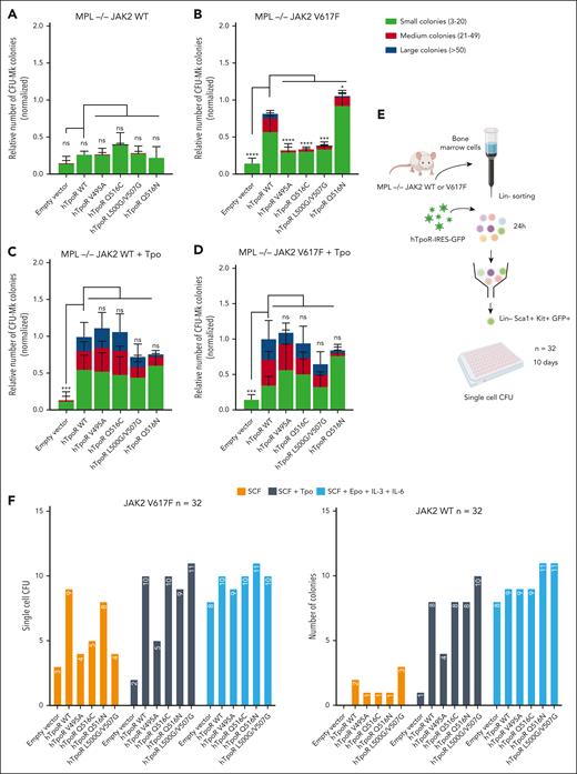 Specific inhibition of JAK2 V617F-driven activation by modulation of hTpoR conformations in primary BMCs. (A-D) Colony-forming unit megakaryocytes (CFU-Mk) assays. Lineage-negative bone marrow cells were isolated from Mpl KO JAK2 WT/WT or JAK2 WT/V617F mice (n = 4) and retrovirally transduced with an empty vector, hTpoR WT, or the indicated mutants. One day after infection, the cells were plated in a semisolid collagen-based megakaryocyte culture medium with lipids supplemented with 10 ng/mL of mIL-3 and 20 ng/mL of hIL-6. In the condition with Tpo (C-D), 50 ng/mL of hTpo was added. Megakaryocytes were stained with acetylthiocholine iodide after 7 days and counted blindly with an inverted microscope. The colonies were separated into small (3-20 cells), medium (21-49 cells), and large (>50 cells). Values represent the mean (±SD) of 4 independent experiments with 2 different transductions. Statistics: two-way analysis of variance followed by the SIDAK multiple comparison test. ∗∗∗∗P < .0001; ∗∗∗P < .001; ∗P < .05. (E) Illustration of the single-cell colony assay experimental protocol. Lineage-negative bone marrow cells were isolated from Mpl KO JAK2 WT or JAK2 V617F mice and retrovirally transduced with hTpoR-IRES-GFP or an empty vector. Twenty-four hours after infection, stably transduced LSK cells were sorted by flow cytometry and plated at 1 cell per well (n = 32 per condition) in 96-well plate with MethoCult medium with SCF alone, SCF + Tpo, or SCF + Epo + IL-6 + IL-6. The presence of CFU was assessed after 10 days. (F) Number of single-cell colony-forming unit from LSK cells expressing indicated constructs in Mpl KO JAK2 WT or Mpl KO JAK2 V617F background.
