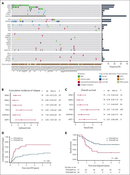 Landscape and prognostic significance of additional genetic alterations in adult KMT2A-r BCP-ALL. (A) Heatmap of recurrent gene alterations, including mutations and deletions, detected by targeted sequencing. (B-C) Forest plots showing the HRs of CIR (B) and OS (C), estimated by univariable Cox proportional-hazards model, for genes found altered in >5% of cases. (D-E) CIR (D) and OS (E) rates in patients according to TP53 and IKZF1 alteration status.