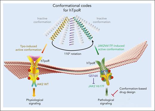 A working model describing how hTpoR responds to different activating cues and transmits downstream signaling via overlapping but distinct conformations. The active orientations and dimeric interfaces of hTpoR induced by Tpo and oncogenic JAK2V617F are strikingly distinct with a clockwise rotation of 110° from Tpo- to JAK2V617F-induced conformation. Amino acid Q516 of hTpoR is critical for JAK2V617F-induced activation with negligible effect on that induced by Tpo. Thus, targeting JAK2V617F-specific active conformation serves as a proof-of-principle strategy to develop new drugs for the treatment of JAK2V617F+ MPN.