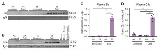 Activated complement Bb and C5a fragments are increased in the plasma of HbSS mice after cold exposure. HbAA (n = 2 or 3 per group) and HbSS mice (n = 4 per group) were exposed to cold at 10°C (50°F) for 1 hour and then returned to RT or left untreated at RT. Four hours after cold exposure, mice were euthanized and EDTA blood samples were collected from the heart. EDTA plasma was run on immunoblots and stained for complement activation fragments (A) Bb, (B) C5a, and immunoglobulin G (IgG) loading controls. Zymosan-treated mouse serum, zymosan-treated heat-inactivated serum, and untreated mouse serum were analyzed on the C5a immunoblots to serve as positive and negative controls. Bb, C5a, and IgG bands on the immunoblot images were quantified using densitometry. Relative plasma Bb (C) and C5a (D) levels are presented as densities relative to IgG light chain control. Bars are means ± SEM. ∗∗P < .01 (1-way ANOVA with the Tukey multiple comparison test).