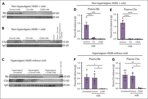Activated complement Bb and C5a fragments in plasma are decreased by blocking C5 activation or C5aR signaling. (A-B) After baseline pain testing, nonhyperalgesic HbSS mice were injected IV via the tail vein with control, anti-C5, or anti-C5aR mAbs (n= 4 per group; 1.2 mg/kg). Thirty minutes after mAb infusion, nonhyperalgesic mice were exposed to cold at 10°C (50°F) for 1 hour and then returned to RT. Four hours after mice were returned to RT, mice were euthanized and EDTA blood samples were collected from the heart. EDTA plasma samples were analyzed by immunoblots stained with antibodies to (A) Bb or (B) C5a activation fragments, and IgG loading controls. Zymosan-treated mouse serum, zymosan-treated heat-inactivated serum, and untreated mouse serum were analyzed on the C5a immunoblots to serve as positive and negative controls. (C) In experiments without cold exposure, HbSS mice that had ongoing hyperalgesia (PWT < 0.7) during baseline testing were injected IV via the tail vein with control or anti-C5aR mAbs (n = 4 per group; 1.2 mg/kg). EDTA blood samples were collected from the heart 4 hours after mAb infusion. EDTA plasma samples were analyzed by immunoblots stained with antibodies to Bb, C5a, and IgG. (D-G) The intensities of the Bb, C5a, and IgG light chain bands on the immunoblot images were measured using densitometry. Bb to IgG ratios in panel A are presented in panel D; C5a to IgG ratios in panel B are presented in panel E; Bb to IgG and C5a to IgG ratios in panel C are presented in panels F-G. Bars are means ± SEM. ∗P < .05, ∗∗P < .01, ∗∗∗P < .001, and ∗∗∗∗P < .0001 (1-way ANOVA with the Tukey multiple comparison test).