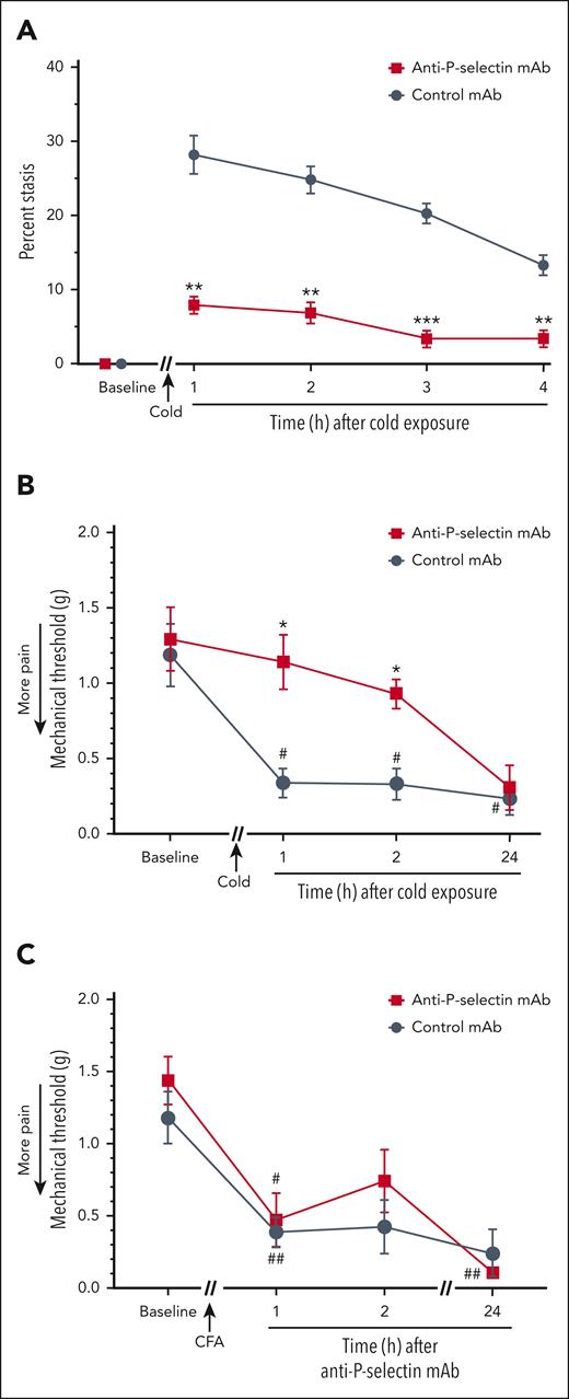Vaso-occlusion and mechanical hyperalgesia induced by cold exposure are inhibited by anti-P-selectin mAb. (A) Anti–P-selectin mAb inhibited cold-induced vaso-occlusion in HbSS mice. Townes HbSS mice (n = 4 per group) were implanted with DSFC windows. After baseline selection of flowing subcutaneous venules, mice were injected IV via the tail vein with isotype control or anti–P-selectin mAb (1.2 mg/kg). Thirty minutes later, mice were exposed to cold at 10°C (50°F) for 1 hour and returned to RT. Microvascular stasis was measured in the same venules at the indicated times after cold exposure. Values are means ± SEM. ∗∗P < .01 and ∗∗∗P < .001, anti–P-selectin mAb vs control mAb (2-way ANOVA with the Sidak multiple comparison test). (B) Anti–P-selectin mAb inhibited cold-induced mechanical hyperalgesia in Townes HbSS mice. Baseline mechanical threshold was measured in the hind paws of HbSS mice (n = 4 mice per group) using von Frey filaments. After baseline pain measurements, nonhyperalgesic mice were injected IV via the tail vein with isotype control or anti–P-selectin mAb (1.2 mg/kg). Thirty minutes after mAb infusion, mice were exposed to cold at 10°C (50°F) for 1 hour and then returned to RT, and mechanical threshold was measured at the indicated times after cold exposure. (C) Anti–P-selectin mAb did not inhibit mechanical hyperalgesia in a complete Freund's adjuvant (CFA) pain model in nonsickle C57BL6 mice. Baseline mechanical threshold was measured in the hind paws of C57BL6 mice (n = 4 mice per group) using von Frey filaments. After baseline measurements, mice received a single injection of 10 μL of CFA into the middle of the plantar surface of 1 hind paw. Twenty-four hours after CFA injection, mice were injected IV via the tail vein with isotype control or anti–P-selectin mAb (1.2 mg/kg). Mechanical threshold was determined at the indicated times after mAb infusion. (B-C) Values are means ± SEM. ∗P < .05, anti–P-selectin mAb vs control mAb (2-way ANOVA with the Tukey multiple comparison test). #P < .05 and ##P < .01, vs baseline (2-way ANOVA, with the Dunnett multiple comparison test).