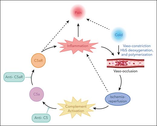 A circular model of cold-evoked vaso-occlusive pain crisis in SCD. These data are consistent with a feedback loop pain model whereby the outputs of the model, for example, C5a, are used as inputs to drive more inflammation, vaso-occlusion, and pain. In this model, cold exposure induces pain, vasoconstriction, and hypoxia,30,42 likely leading to hemoglobin S (HbS) deoxygenation/polymerization, and microvascular stasis (vaso-occlusion). Static venules can subsequently reopen producing I/R pathophysiology leading to complement activation, including the cleavage of C5 and the generation of the potent anaphylatoxin C5a. Cleavage of C5 can be blocked by anti-C5 mAb. In the absence of anti-C5 mAb, the C5a produced can bind to C5aR and promote vascular inflammation and pain. The binding of C5a to C5aR and its subsequent proinflammatory signaling can be blocked by anti-C5aR mAb. In the absence of anti-C5aR mAb, vascular inflammation promotes the expression of adhesion molecules leading to more vaso-occlusion, which can be blocked by anti-adhesion therapies such as anti–P-selectin. Inflammatory pain mediators can sensitize nociceptors in tissues leading to pain.