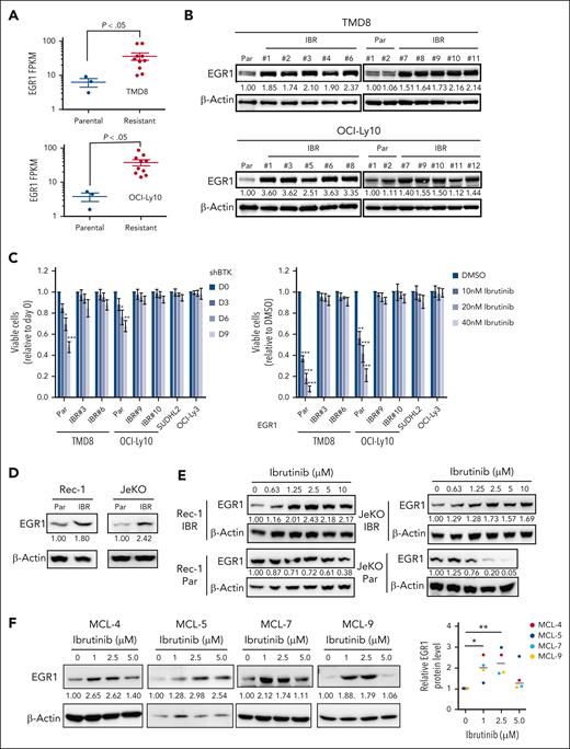 EGR1 expression is elevated and further upregulated upon ibrutinib treatment in ibrutinib-resistant cells. (A) RNA-seq analysis shows significantly increased EGR1 expression in ibrutinib-resistant cell clones (IBR; 10 clones) compared with that in the parental (Par) cells (3 replicates). (B) Immunoblot analysis shows increased EGR1 protein levels in IBR clones. (C) IBR clones are not sensitive to BTK shRNA (left) or ibrutinib (right). SUDHL2 and OCI-Ly3 are ibrutinib-resistant cell lines used as controls. Error bars represent mean ± standard deviation (SD) (∗P < .05; ∗∗P < .01; ∗∗∗P < .001; n = 3). (D) Immunoblot analysis shows increased EGR1 protein levels in IBR clones. (E) Immunoblot analysis shows increased EGR1 expression in resistant cells but reduced EGR1 expression in parental cells after 72 hours of ibrutinib treatment. (F) Immunoblot analysis shows increased EGR1 protein levels after 72 hours of ibrutinib treatment in all 4 patient samples. Protein bands were quantified by densitometry (∗P < .05; ∗∗P < .01). β-actin served as a loading control for all immunoblot experiments. DMSO, dimethyl sulfoxide; FPKM, fragments per kilobase of transcript per million mapped reads.