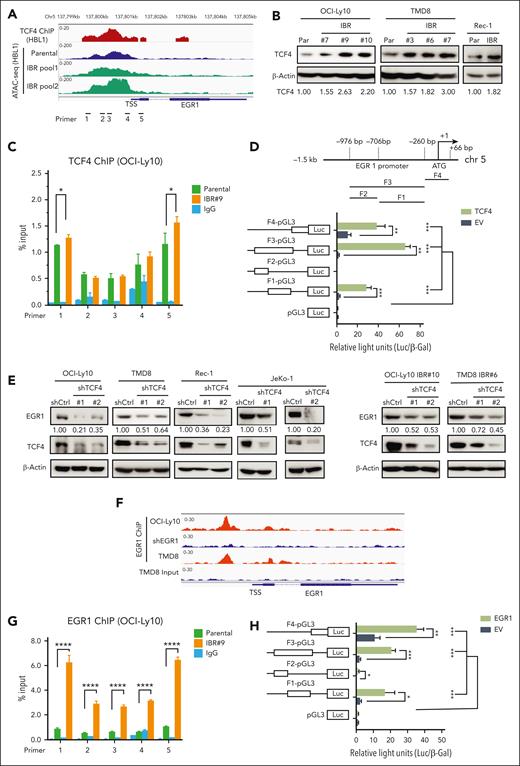 TCF4 and EGR1 self-regulation mediate EGR1 overexpression in ibrutinib-resistant cells. (A) The peaks of TCF4 ChIP-seq in HBL1 ABC DLBCL cells and ATAC-seq in the ibrutinib-resistant pool and parental HBL1 cells located at genomic regions of the EGR1 gene from a recent study.12 (B) Immunoblot analysis of TCF4 expression in ibrutinib-resistant cells of OCI-Ly10, TMD8, and Rec-1 compared with that in their parent cells. β-actin served as a loading control. (C) TCF4 ChIP-qPCR analysis with the indicated 5 pairs of primers for the EGR1 promoter and transcription start site regions. Immunoglobulin G (IgG) served as a control. Error bars represent mean ± SD (∗P < .05; n = 3). (D) TCF4 binds to the EGR1 promoter region (top) and induces EGR1 transcription by a standard dual luciferase reporter gene assay in 293T cells (bottom) (∗∗P < .01; ∗∗∗P < .001; n = 3). Firefly luciferase activity from the pGL3 basic reporter was normalized with β-galactosidase activity. (E) Immunoblot analysis of EGR1 and TCF4 expression after knockdown of TCF4 by 2 shRNAs or a control shRNA. β-Actin served as a loading control. (F) The peaks of EGR1 ChIP-seq OCI-Ly10 or TMD8 cells on genomic regions of the EGR1 gene from our recent study.14 EGR1 shRNA expression sample served as a ChIP control in OCI-Ly10 cell line. (G) EGR1 ChIP-qPCR analysis with the same EGR1 primers as in panel C. IgG served as a control. Error bars represent mean ± SD (∗∗∗∗P < .0001; n = 3). (H) EGR1 binds to its own promoter region for transcription. The same luciferase reporter gene constructs were used as in panel D (∗P < .05; ∗∗P < .01; ∗∗∗P < .001; n = 3). Firefly luciferase activity from the pGL3 basic reporter was normalized with β-galactosidase activity.