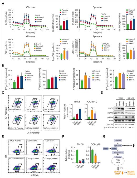 Metabolic reprogramming to OXPHOS is a hallmark of ibrutinib resistance. (A) OCRs were determined by a Seahorse XFe96 extracellular flux analyzer. Increased basal OCRs in IBRs compared with Par cells. Error bars represent mean ± SD (∗∗P < .01; ∗∗∗P < .001; n = 3). (B) Increased ATP production in IBRs compared with that in the Par cells. Error bars represent mean ± SD (∗P < .05; ∗∗P < .01; n = 3). (C) Flow cytometric analyses of MMP by incorporation of 5,5,6,6'-tetrachloro-1,1',3,3' tetraethylbenzimi-dazoylcarbocyanine iodide (JC1) dye. The ratio of aggregate to monomer is shown. Error bars represent mean ± SD (∗P < .05; ∗∗P < .01; ∗∗∗P < .001; n = 3). (D) Immunoblot analysis of PDP1, p-PDH, and PDH. HSP90 or vinculin served as a loading control. (E) Flow cytometric analysis of reactive oxygen species (ROS) production using MitoSOX dye. Data represent 3 independent experiments. (F) Reduced relative lactate production in IBRs compared with that in the Par cells. Error bars represent mean ± SD (∗∗P < .01; ∗∗∗P < .001; n = 3). (G) Schematic illustration of metabolic reprogramming to OXPHOS in ibrutinib resistance. ETC, electron transport chain; FSC, forward scatter; LDH, lactate dehydrogenase; TCA, trichloroacetic acid.