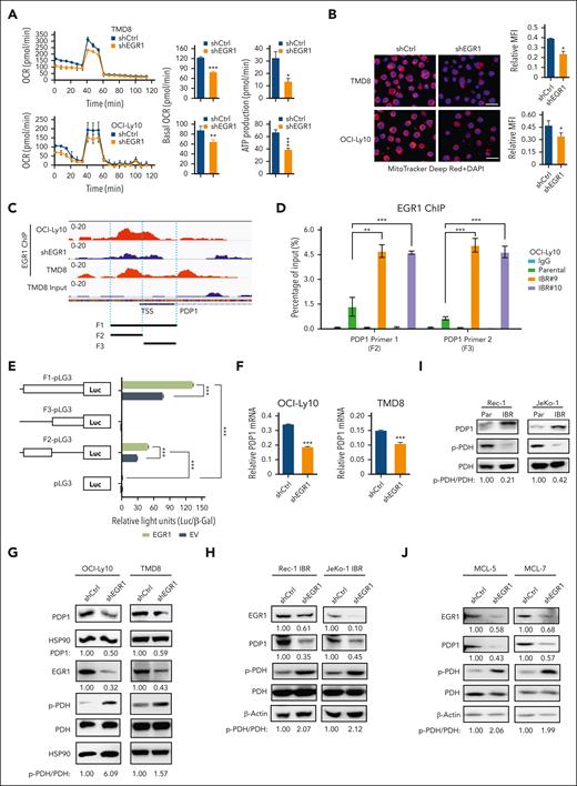EGR1 upregulates PDP1 expression to promote OXPHOS. (A) OCRs were determined by Seahorse XFe96 extracellular flux analyzer. Reduced basal OCR and ATP production after EGR1 knockdown in ABC DLBCL cells. Error bars represent mean ± SD of 3 replicates (∗P < .05; ∗∗P < .01; ∗∗∗P < .001). (B) Reduced MMP after EGR1 knockdown. Representative images of colocalized mitochondrial tracker Deep Red and 4′,6-diamidino-2-phenylindole (DAPI) nuclear staining in the indicated cells. Mean fluorescence intensity (MFI) of MitoTracker Deep Red relative to DAPI nuclear DNA staining was determined by NIH ImageJ. Error bars represent mean ± SD (∗P < .05; n = 3). Scale bar, 20 μm. (C) EGR1 ChIP-seq data show EGR1 binding peaks on the PDP1 promoter region. (D) EGR1 ChIP-qPCR analysis with 2 pairs of primers (F2 and F3) for the PDP1 promoter core regions. IgG served as a control. Error bars represent mean ± SD (∗∗P < .01; ∗∗∗P < .001; n = 3). (E) EGR1 induces PDP1 transcription by a standard dual luciferase reporter gene assay in 293T cells (∗∗∗P < .001; n = 3). Firefly luciferase activity from the pGL3 basic reporter was normalized with β-galactosidase activity. (F) Real-time PCR for PDP1 mRNA expression relative to β-actin. Error bars represent mean ± SD of 3 replicates (∗∗∗P < .001). (G) Immunoblot analysis of PDP1, p-PDH, and PDH expression after EGR1 knockdown in ABC DLBCL cells. HSP90 served as a loading control. (H) Immunoblot analysis of PDP1, p-PDH, and PDH expression after EGR1 knockdown in the ibrutinib-resistant MCL cell lines. β-actin served as a loading control. (I) Immunoblot analysis of PDP1, p-PDH, and PDH expression in MCL parental and ibrutinib-resistant cells. β-actin served as a loading control. (J) Immunoblot analysis of PDP1, p-PDH, and PDH expression after EGR1 knockdown in the ibrutinib-resistant primary MCL cells. β-actin served as a loading control. TSS, transcription start site.