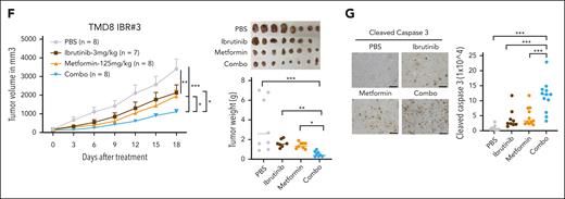 Metformin inhibits the proliferation and growth of ibrutinib-resistant cells. (A) The advantage of ibrutinib-resistant cells in cell growth over parental cells. The cell number was counted by trypan blue staining. Error bars represent mean ± SD of 3 replicates (∗P < .05; ∗∗P < .01; ∗∗∗P < .001). (B) Cell cycle analysis by flow cytometry after 4 hours of BrdU incorporation in the indicated cell lines. Data represent 3 independent experiments. (C) Reduced cell number after metformin treatment in parental and resistant cells by trypan blue staining. Error bars represent mean ± SD (∗∗P < .01; ∗∗∗P < .001; n = 3). (D) The resistant cells are more sensitive to metformin treatment than parental cells, based on the CellTiter-Glo luminescent cell viability assay. IC50 was calculated by GraphPad Prism (9.0) using a 4-parameter nonlinear regression model. (E) CellTiter-Glo luminescent cell viability assay shows that metformin restores the sensitivity of the resistant cells to ibrutinib treatment. Cells were treated with 1 μM rotenone (control), 5 mM metformin, 10 nM ibrutinib, or a combination of metformin and ibrutinib. Rotenone was used as a strong inhibitor of complex I of the mitochondrial respiratory chain (MRC). SUDHL2 and OCI-Ly3 are primary ibrutinib-resistant cells. Error bars represent mean ± SD (one-way ANOVA, ∗P < .05; ∗∗P < .01; ∗∗∗P < .001; n = 3). (F) Ibrutinib-resistant ABC DLBCL xenografts. TMD8 ibrutinib-resistant cells were established as a subcutaneous tumor (average, 150 mm3) in NSG mice and then treated with 3 mg/kg ibrutinib (intraperitoneally) daily, 125 mg/kg metformin (met; intraperitoneally) daily, or with a combination of the 2 drugs until the end point (day 18). Error bars represent mean ± SEM (two-way ANOVA, ∗P < .05; ∗∗ P < .01; ∗∗∗P < .001). (G) Immunohistochemical analysis of cleaved caspase 3 in tumor tissues (∗∗∗P < .001). Representative images of each group are shown. Scale bar, 100 μm. Combo, combination.
