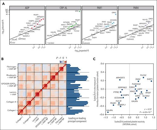 Regression of PR-related phenotypes on PPR-associated variants. (A) log10 scale Q-Q plot comparing the P values obtained by regressing FC-derived PR to ADP, CRP-XL, PAR1-targeting peptide, and PAR4-targeting peptide on the imputed allele counts at 21 PPR-associated variants in 1373 PFC participants with the P values obtained under the null hypothesis of no association. The smallest P value obtained across agonists for each variant is highlighted using an agonist-specific color. (B) Heatmap showing the correlation structure among 48 in vitro phenotypes of thrombus formation and their relative loadings on the leading principal component of a principal components analysis. (C) Scatterplot of the scaled effect sizes of the 21 PPR-associated variants with respect to PPR in INTERVAL and the first principal component of the in vitro thrombus formation phenotypes in 87 PFC participants. The correlation (ρ) and the P value under the null hypothesis, ρ = 0, are embedded.
