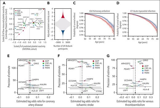 Genetic score of PR and its association with health outcomes. (A) A scatterplot, each dot of which corresponds to a variant identified by stepwise multiple regression analysis of genetic associations with PPR in INTERVAL. The x-axis shows the estimated additive effect size of each variant on mean PPR in INTERVAL. The y-axis shows the estimated additive effect size of each variant on the mean of the agonist-specific PR phenotype with the smallest P value in the PFC. The 2 sets of effect sizes were scaled in order to render them commensurable, as described in “Methods.” (B) Histogram of the genetic score for PR after adjusting for known risk factors and platelet traits computed in UK Biobank participants, with participants in the upper and lower vigintiles of the distribution marked in red and blue, respectively. (C-D) Kaplan-Meier plots corresponding to the 2 vigintile subgroups for the 2 health outcomes significantly associated with the genetic score. Plain lines indicate the estimated survival functions and the shaded areas represent the 90% confidence intervals. (E-G) Funnel plots showing estimates of the log odds ratios for a disease event per standard deviation increase in PPR. The horizontal line segments represent the corresponding 95% confidence intervals. The black circle and line segment lying on the line y = 0 show the estimate and 95% confidence interval for the log odds ratio derived from an IVW fixed-effects meta-analysis. The confidence intervals were derived using second-order weights. Each point is colored according to the PR phenotype used to calculate the general PR effect size of the corresponding variant.