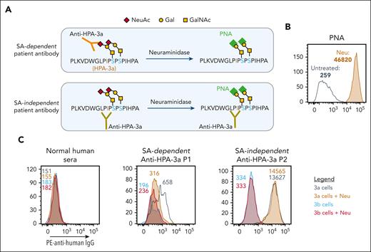 HPA-3 allele-specific MKs can detect sialic acid (SA) dependency of anti-HPA-3a alloantibody binding. (A) Schematic of SA dependency of different anti-HPA-3a alloantibody binding. Neuraminidase treatment, which removes terminal SA from nearby O-glycans on GPIIb, can reduce SA-dependent anti-HPA-3a alloantibody binding but has no effect on SA-independent alloantibody binding. PNA is a lectin that specifically binds to unsialylated Galβ1,3GalNAc structure. (B) Flow cytometry analysis of PNA binding to iPSC-derived MKs confirmed successful removal of terminal SA after neuraminidase treatment. (C) Reactions of anti-HPA-3a patient sera with HPA-3 allele-specific iPSC-derived MKs in the presence or absence of neuraminidase treatment in flow cytometry analysis. Binding to HPA-3b cells serves as background binding for individual patient sample. Color-coded numbers in (B) and (C) indicate median fluorescence intensity of corresponding peaks. NeuAc, N-acetylneuraminic acid; Gal, galactose; GalNAc, N-acetyl-D-galactosamine; IgG, immunoglobulin G; Neu, neuraminidase; PE, phycoerythrin.