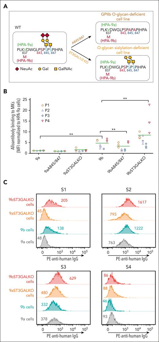Gene editing to remove terminal sialic acids or the entire O-glycans on GPIIb differentially affects anti-HPA-9b alloantibody binding. (A) Schematic of local alloantigenic peptide and O-glycan modification of GPIIb from genetically edited iPSC-derived MKs. (B) Flow cytometry analysis of the binding of 4 patient anti-HPA-9b alloantibodies to various HPA-9 allele-specific iPSC-derived MKs. Medium fluorescence intensity of each alloantibody binding to different MKs was normalized to that of WT HPA-9a cells. Green lines represent mean values of 4 patient samples in 3 independent experiments. P values are calculated from Linear mixed model fit by REML, using R package “lme4,” in which patients are random effects and cell types are fixed effects. ∗∗P < .01. (C) Screen of suspected anti-HPA-9b FNAIT maternal sera using WT or ST3GAL1/2 KO HPA-9 allele-specific iPSC-derived MKs. Eight suspected anti-HPA-9b maternal sera that were previously unconfirmable with clinical standard PABA assay were tested with whole cell flow cytometry analysis. All the suspected mothers are HPA-9a homozygous and all the fathers are HPA-9a/9b heterozygous. S1 and S2 contain anti-HPA-9b alloantibodies that are detectable by both WT and ST3GAL1/2 KO HPA-9b cells. Anti-HPA-9b alloantibody in S3 is only detectable by ST3GAL1/KO HPA-9b cells. S2 and S3 also contain anti-HPA-1a alloantibodies that cause high background binding in this assay. S4 is a representative of negative samples for the analysis. Color-coded numbers indicate median fluorescence intensity of corresponding peaks. NeuAc, N-acetylneuraminic acid; Gal, galactose; GalNAc, N-acetyl-D-galactosamine; IgG, immunoglobulin G; PE, phycoerythrin.