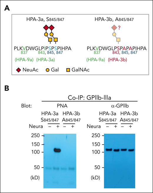 Confirm the complete loss of core 1 O-glycans on GPIIb from A845/847 variant iPSC cell lines. (A) Schematic of local alloantigenic peptide and O-glycan modification of GPIIb from WT or HPA-3b A845/847 mutant cell lines. (B) Coimmunoprecipitation of GPIIb-IIIa complex with anti-GPIIIa monoclonal antibody AP3 from lysates of WT or HPA-3b A845/847-derived MKs, followed by sodium dodecyl sulfate-polyacrylamide gel electrophoresis and immunoblot with either PNA or rabbit anti-GPIIb polyclonal antibody. NeuAc, N-acetylneuraminic acid; Gal, galactose; GalNAc, N-acetyl-D-galactosamine; Co-IP, co-immunoprecipitation.