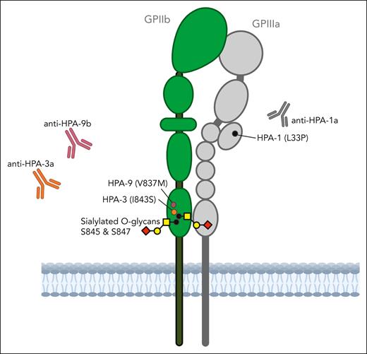 The reactivity of some alloantibodies to HPA-3a and HPA-9b may be sensitive to the sialylation status of the O-linked glycans at nearby serine residues on GPIIb. Figure created with Biorender.com.